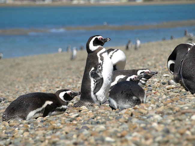 ../../Pictures/231209/064 Magellanpinguine.JPG